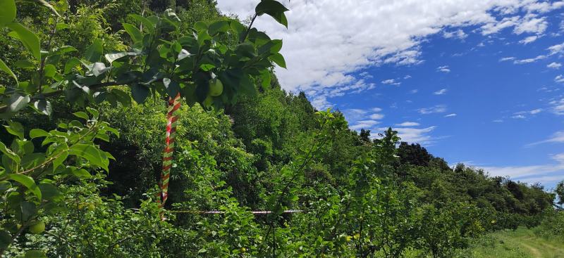 高山青皮玉露香梨口感香甜大量供应保质保量对接批发市场商超