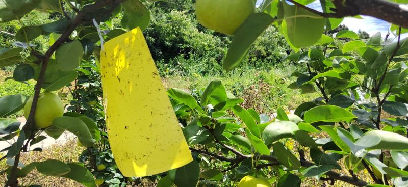 高山青皮玉露香梨口感香甜大量供应保质保量对接批发市场商超