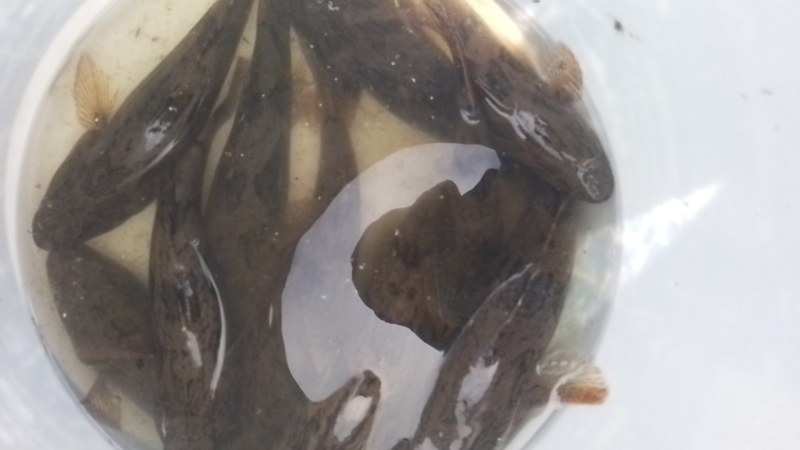 笋壳鱼海南