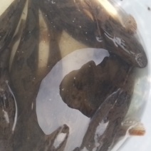 笋壳鱼海南