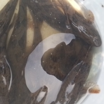 笋壳鱼海南