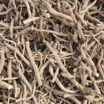 甘肃精品板蓝根大量有货量大从优欢迎咨询！