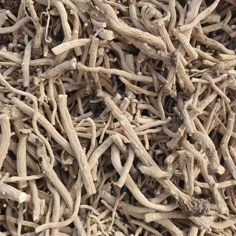 甘肃精品板蓝根大量有货量大从优欢迎咨询！