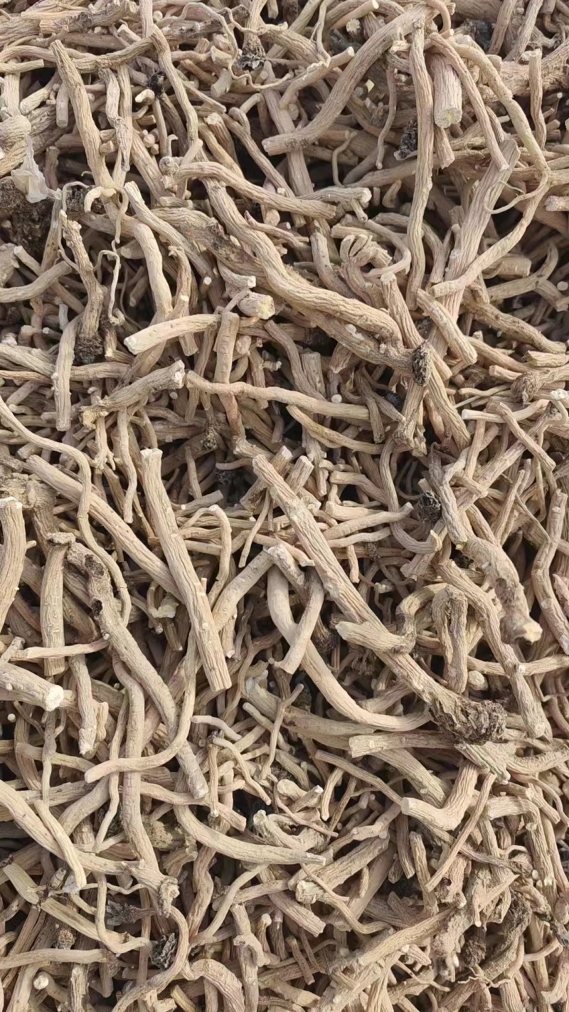 甘肃精品板蓝根大量有货量大从优欢迎咨询！