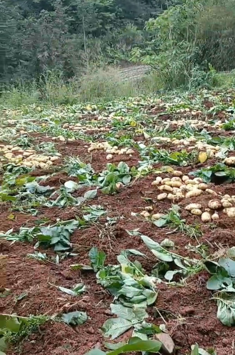 高山土豆黄心土豆
