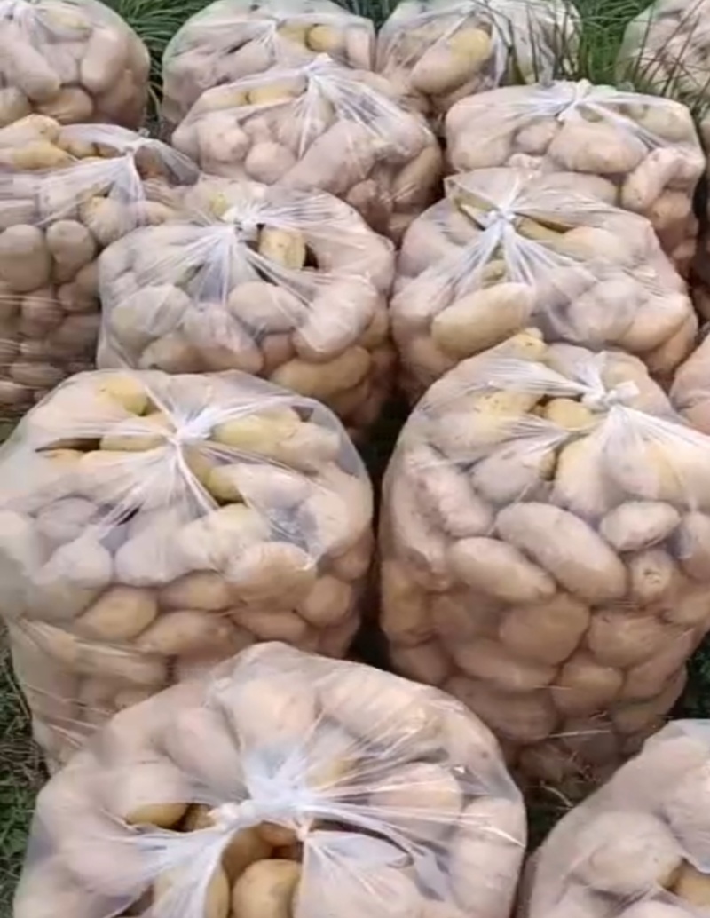 高山土豆黄心土豆