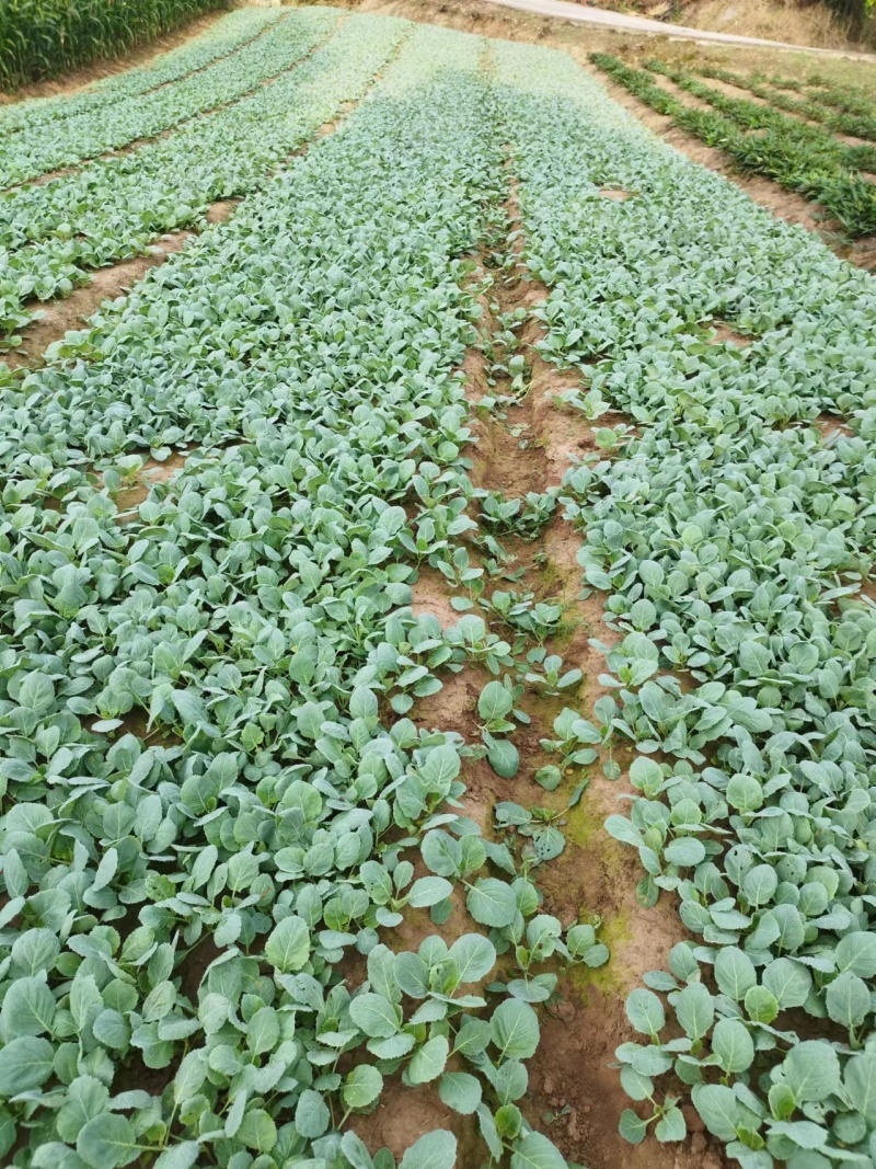 包菜苗（苗龄30天）基地直销
