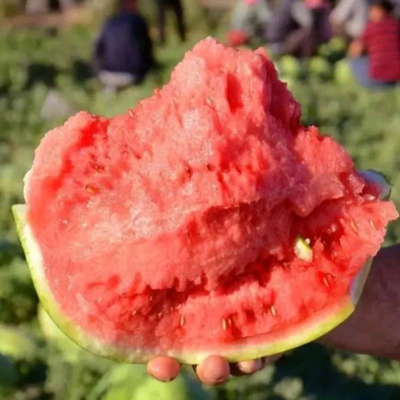西瓜精品美都西瓜黑皮无籽瓜，保熟保甜品质保证原产地直发