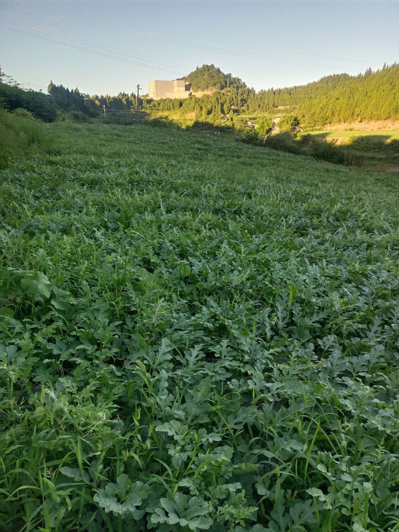 长瓜绿霸，圆瓜美都，100亩