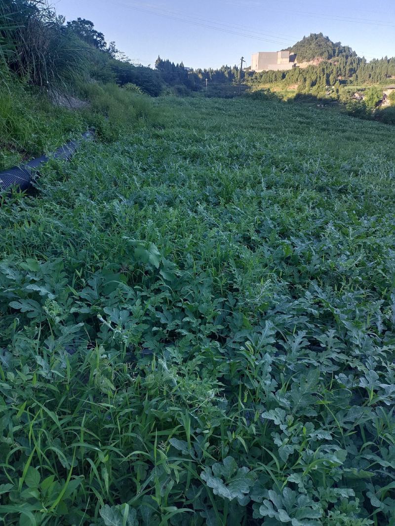 长瓜绿霸，圆瓜美都，100亩