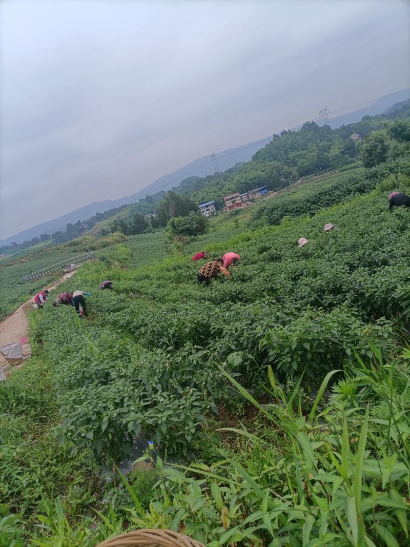 【热销】重庆青线椒基地无中间商和代办费