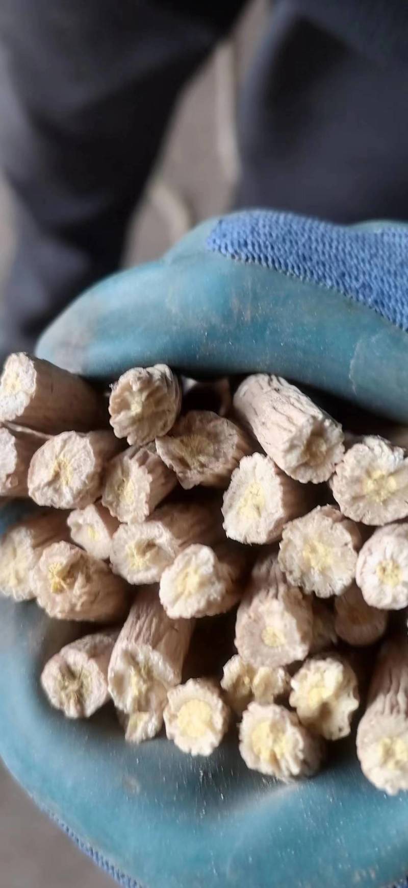 甘肃精品板蓝根大量有货量大从优欢迎咨询！