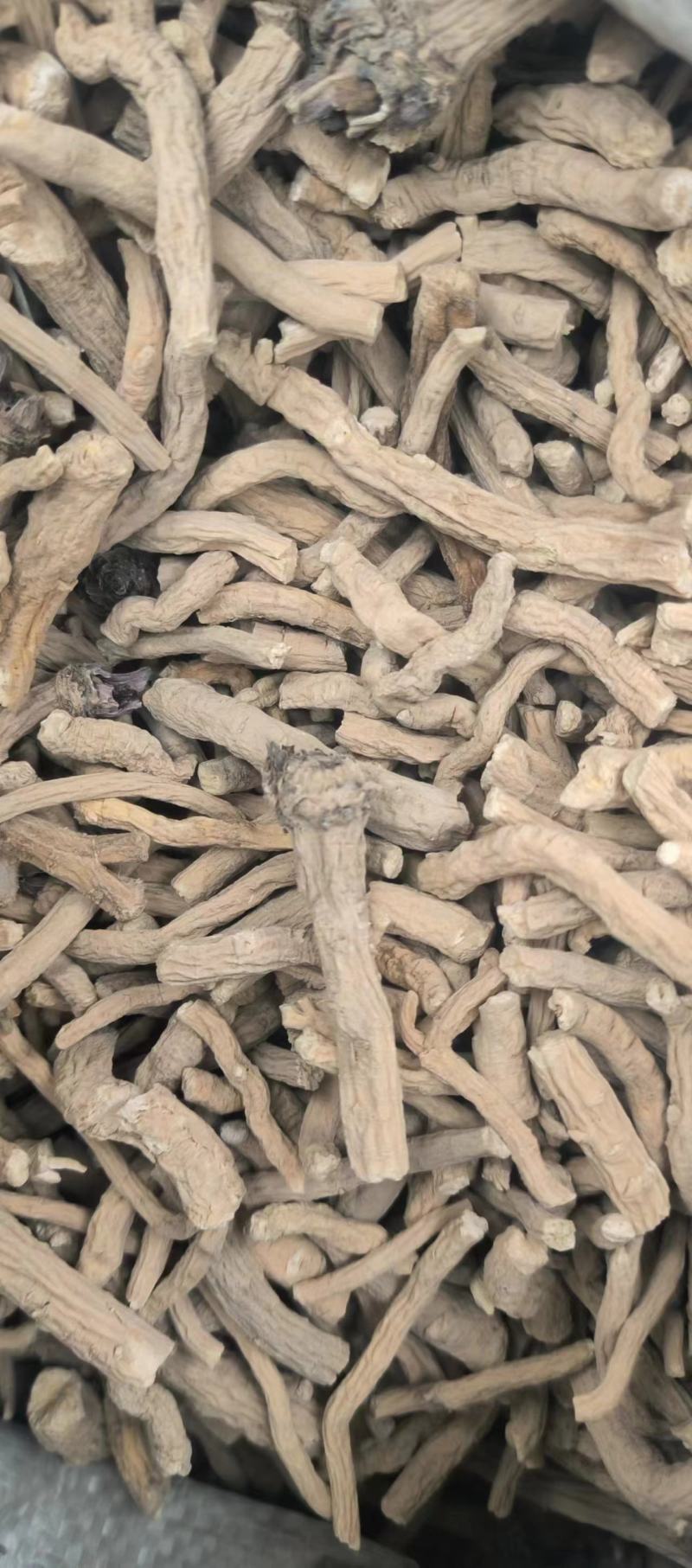 甘肃精品板蓝根大量有货量大从优欢迎咨询！