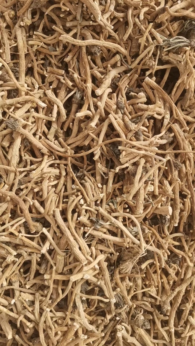 甘肃精品板蓝根大量有货量大从优欢迎咨询！