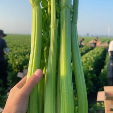 沈阳西芹