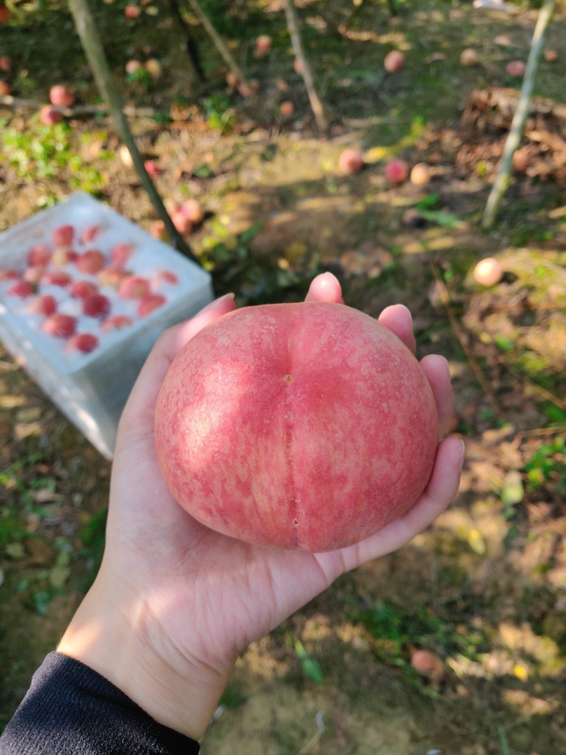 四川绵阳水蜜桃现货白凤产地直销量大从优