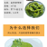 包邮）5斤装盐渍裙带菜梗段海白菜新鲜整箱裙带菜
