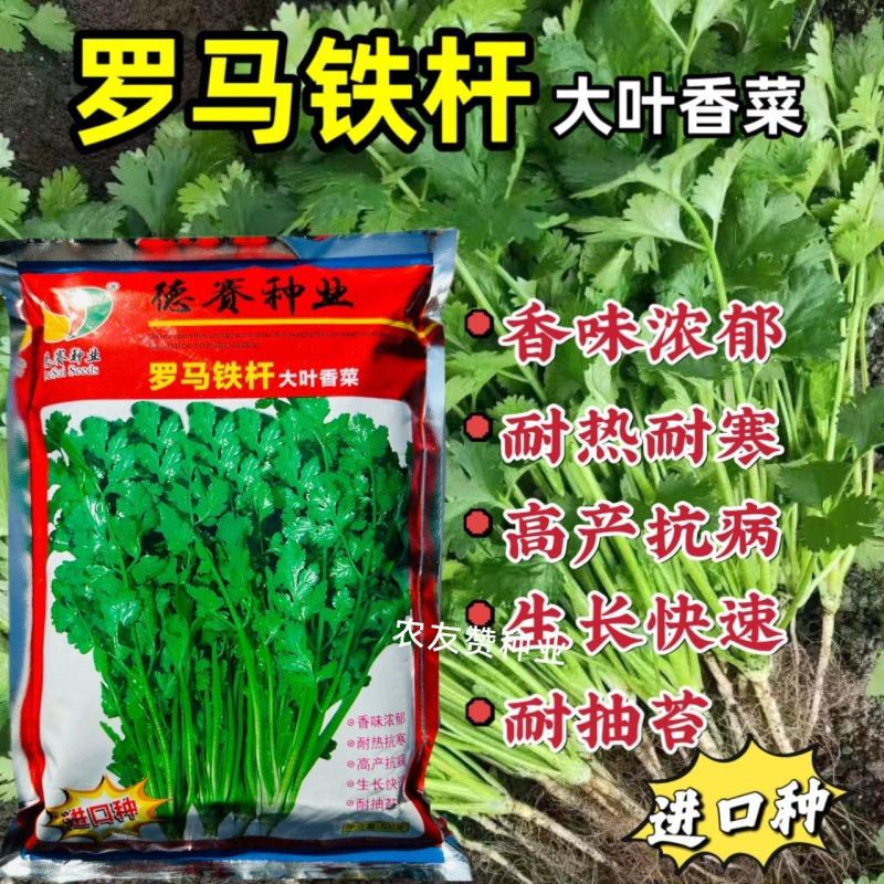 罗马铁杆大叶香菜种子意大利优质香菜耐热耐寒四季香菜种子
