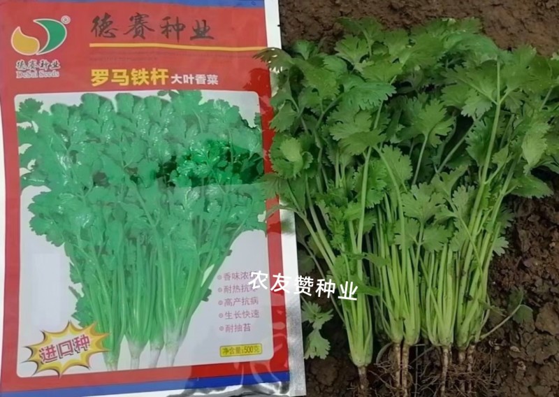 罗马铁杆大叶香菜种子意大利优质香菜耐热耐寒四季香菜种子