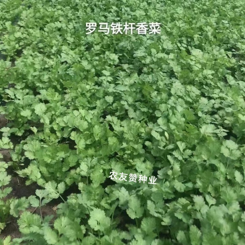 罗马铁杆大叶香菜种子意大利优质香菜耐热耐寒四季香菜种子