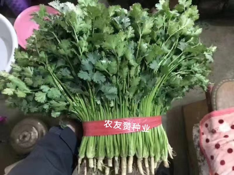 罗马铁杆大叶香菜种子意大利优质香菜耐热耐寒四季香菜种子