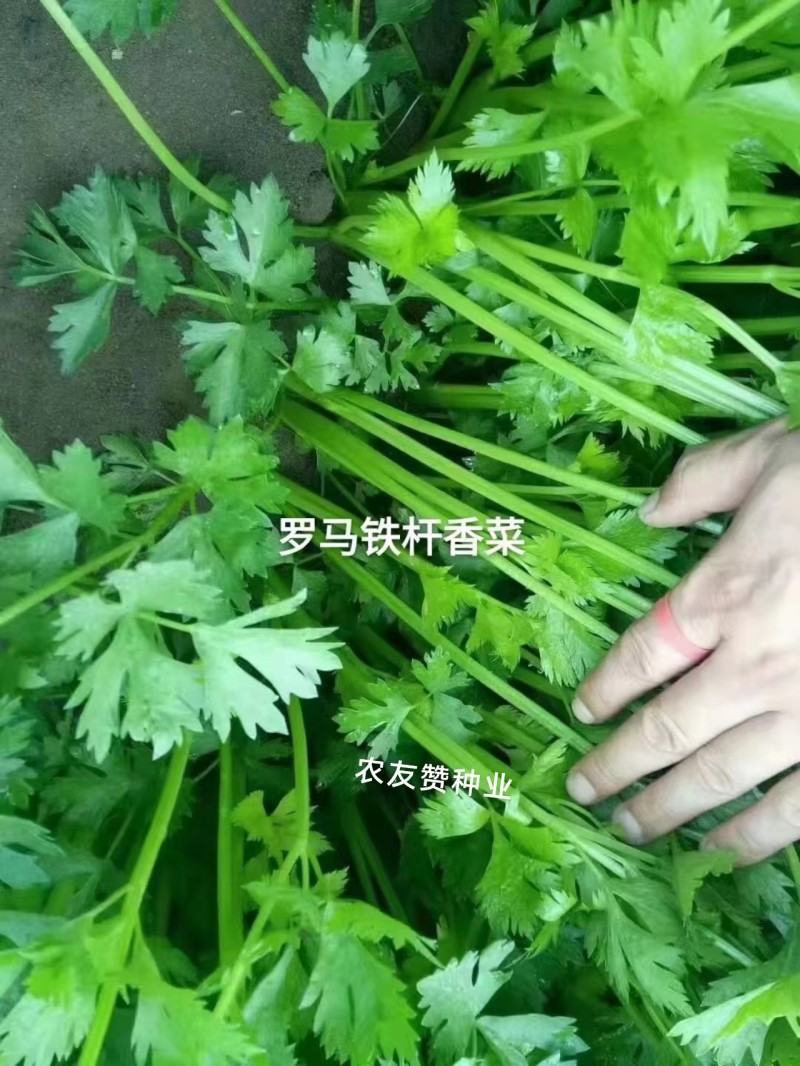 罗马铁杆大叶香菜种子意大利优质香菜耐热耐寒四季香菜种子
