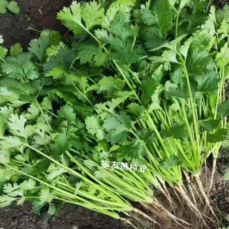 罗马铁杆大叶香菜种子意大利优质香菜耐热耐寒四季香菜种子