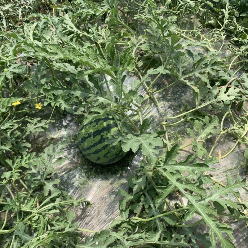 银甜518西瓜种子荃银牌丰产抗病耐运输高糖度中熟大红瓤