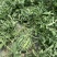 银甜518西瓜种子荃银牌丰产抗病耐运输高糖度中熟大红瓤