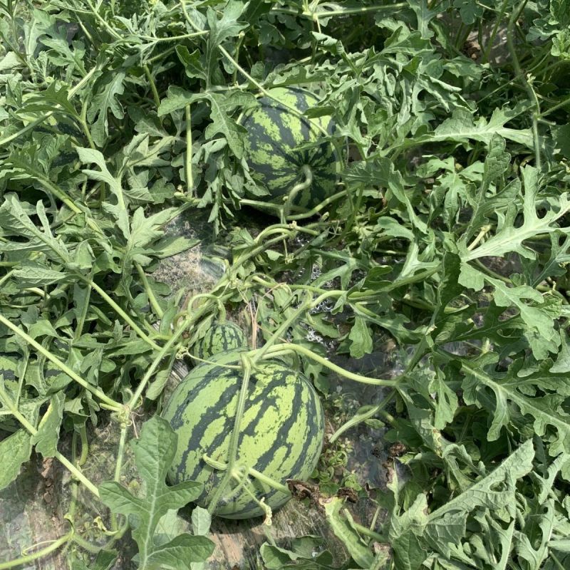银甜518西瓜种子荃银牌丰产抗病耐运输高糖度中熟大红瓤