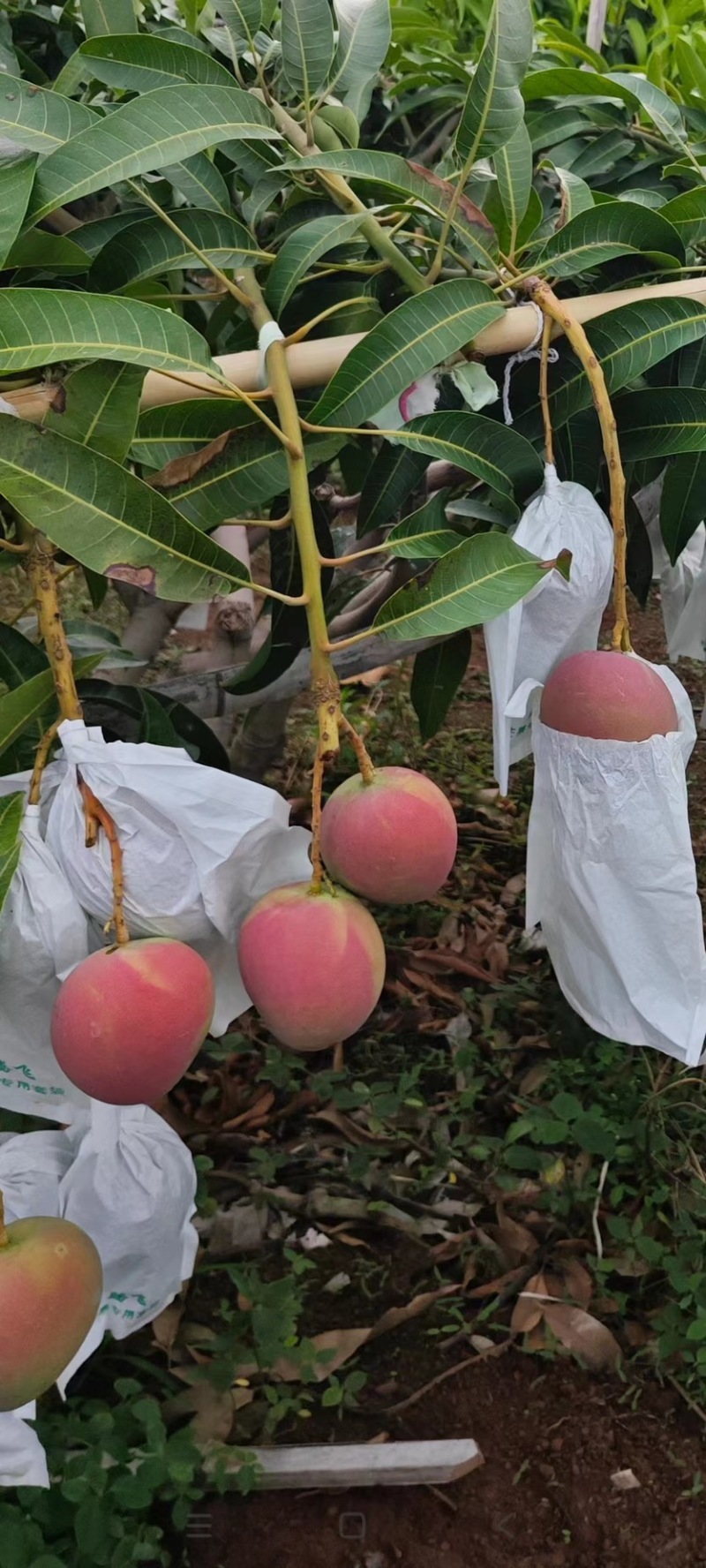 精品热农芒果