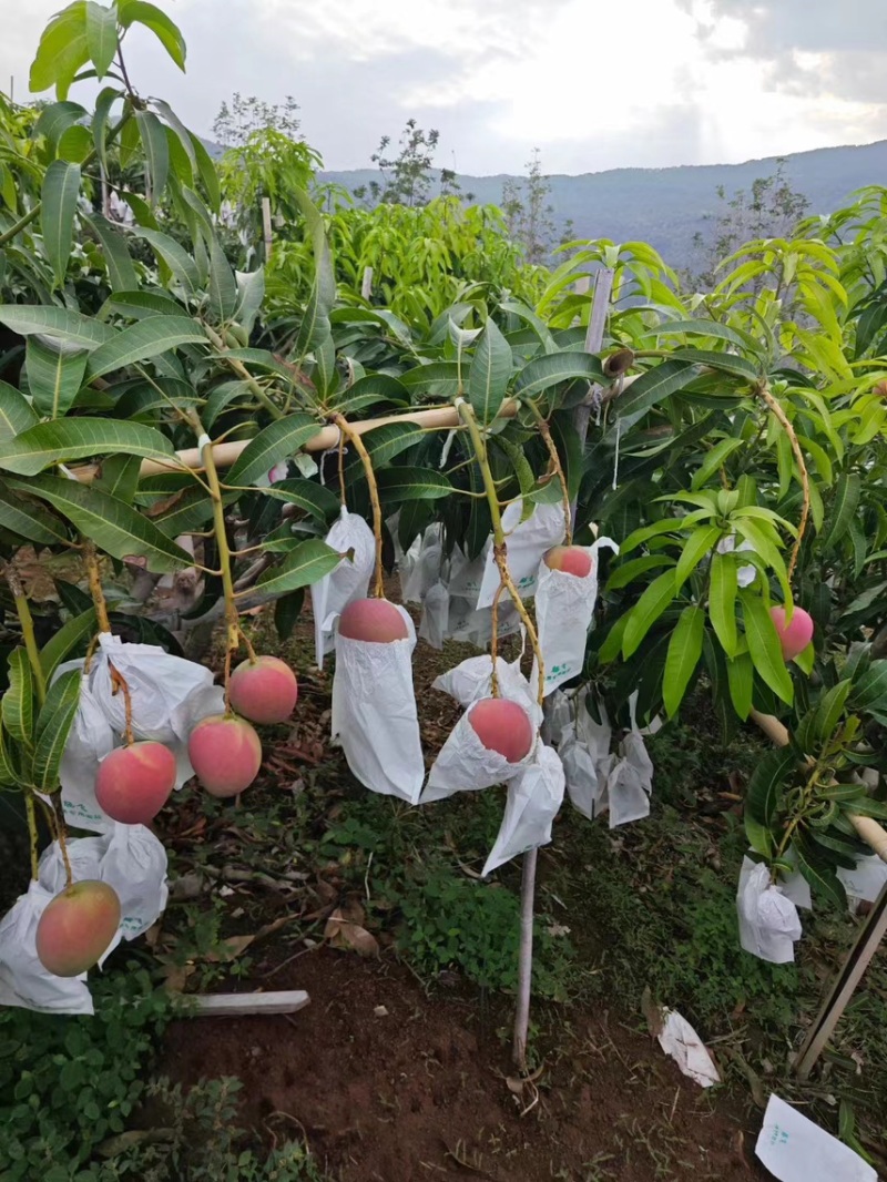 精品热农芒果