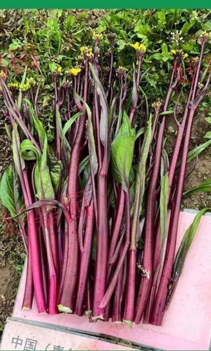 红菜苔种子伟峰60早熟红菜苔杂交一代品种味甜品质优