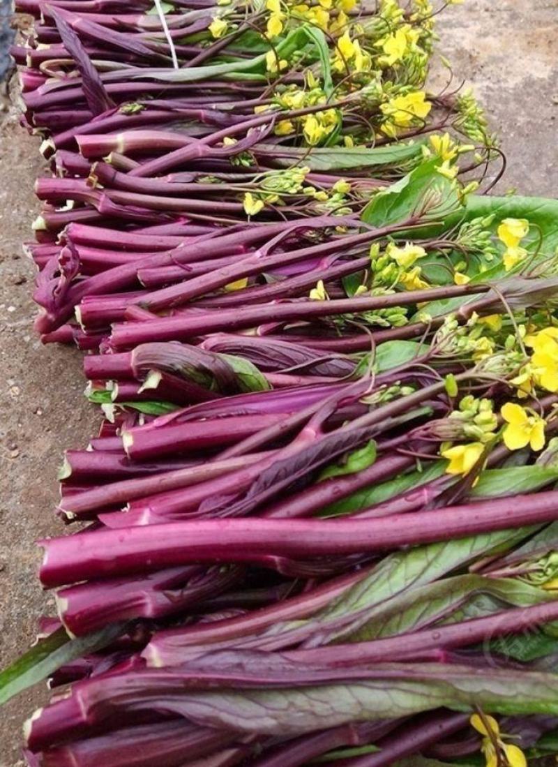 红菜苔种子伟峰60早熟红菜苔杂交一代品种味甜品质优