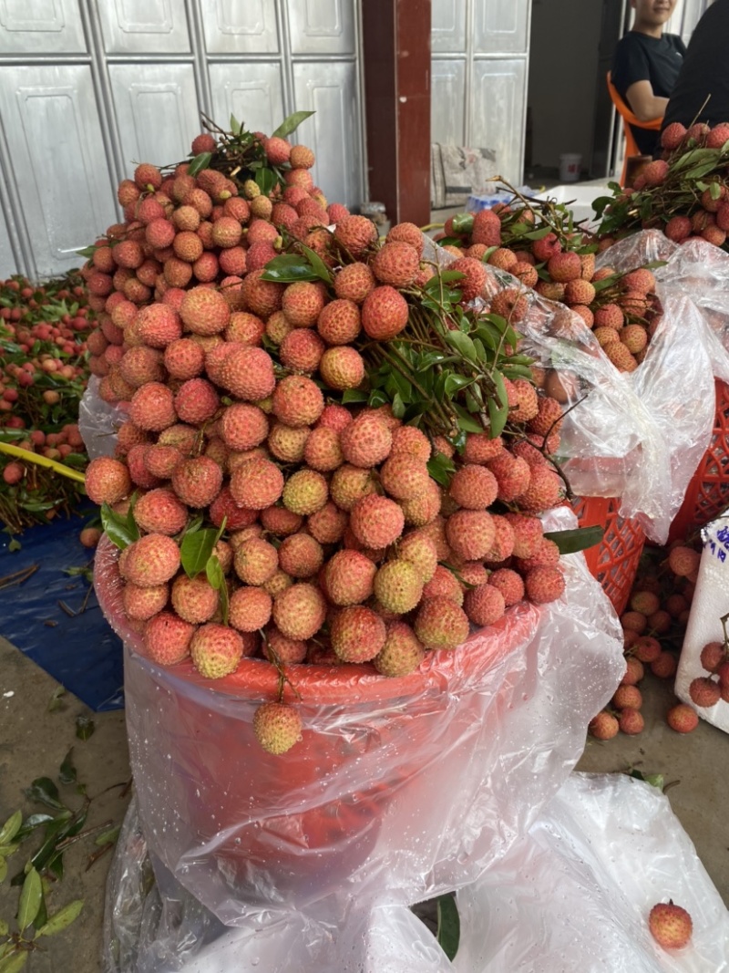 桂味荔枝大量上市，小籽，无水印无鸭头绿，一级果