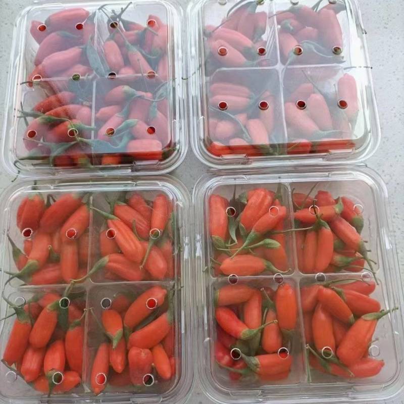 宁夏红枸杞鲜果水果枸杞产地直发全国品质好欢迎来电咨询