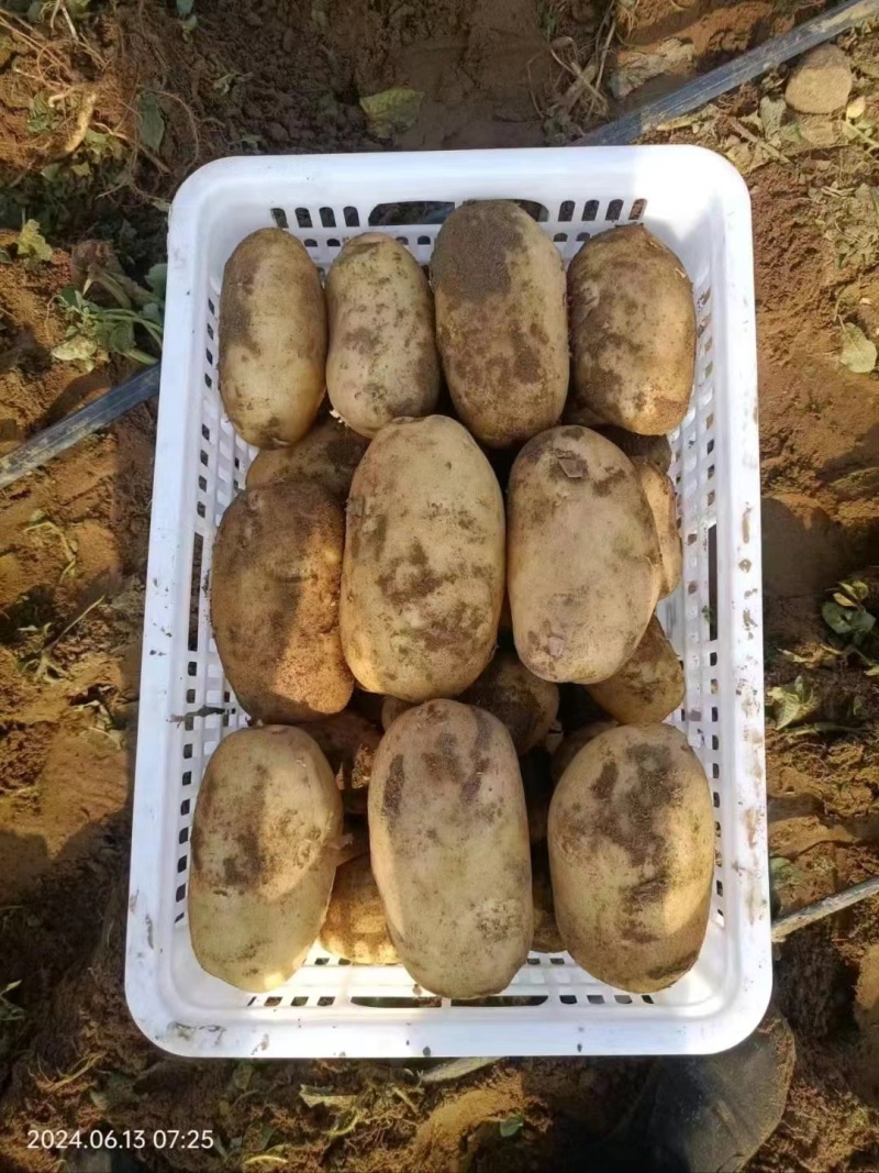 土豆河北精品沃土，Ev荷兰806大量上市，个头大，品质好