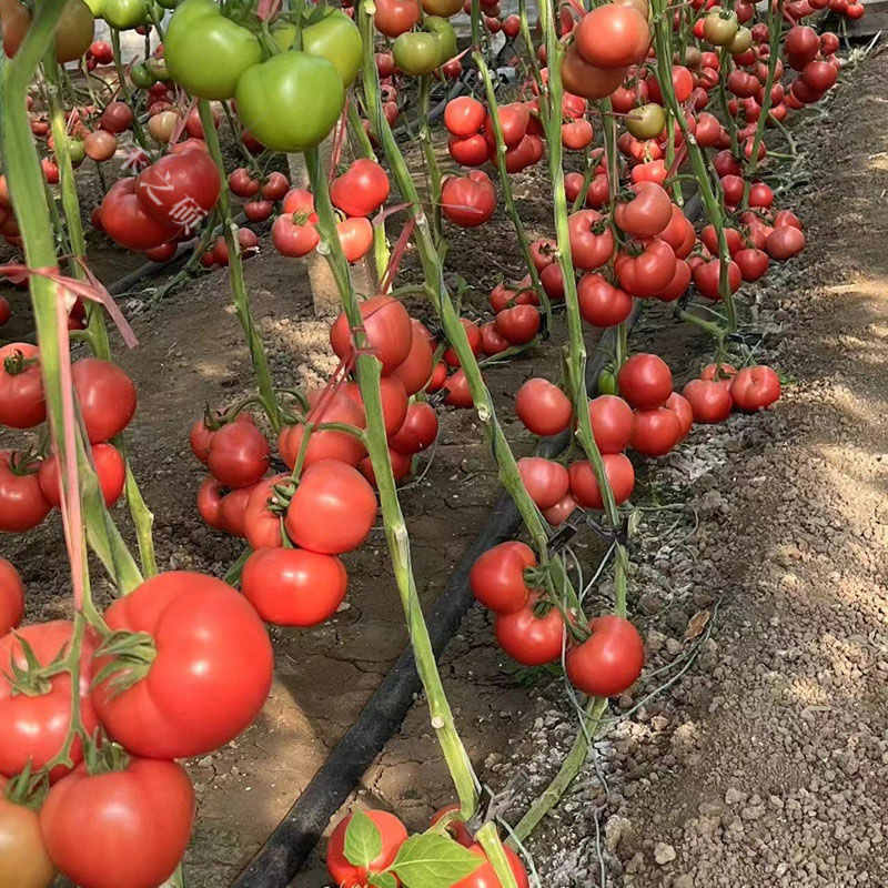 郑研芬博瑞粉红番茄种籽西红柿种子中熟抗病高产无限生长型