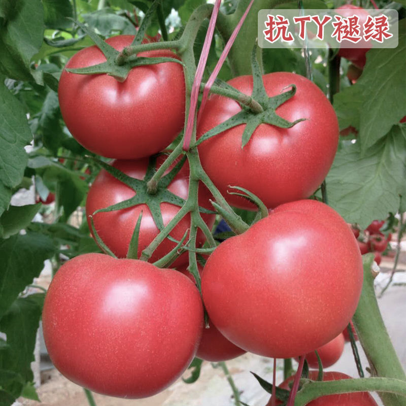 郑研芬博瑞粉红番茄种籽西红柿种子中熟抗病高产无限生长型