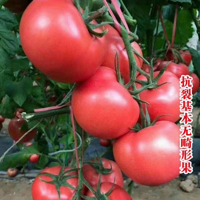 郑研芬博瑞粉红番茄种籽西红柿种子中熟抗病高产无限生长型