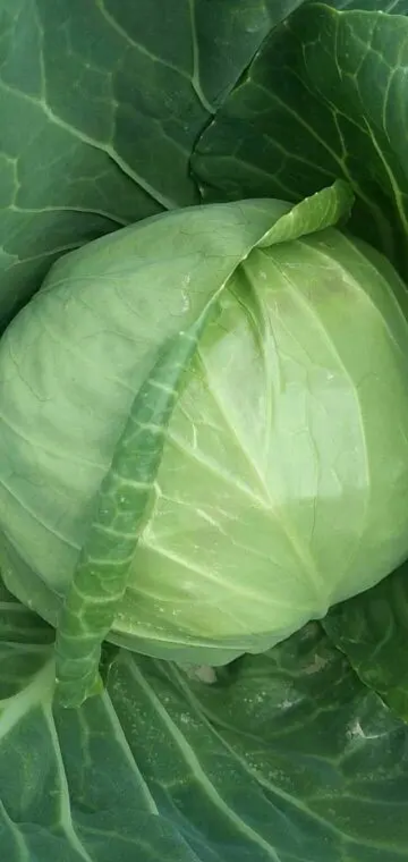 精品甘蓝圆包菜，产地一手货源，价格便宜，保质保量