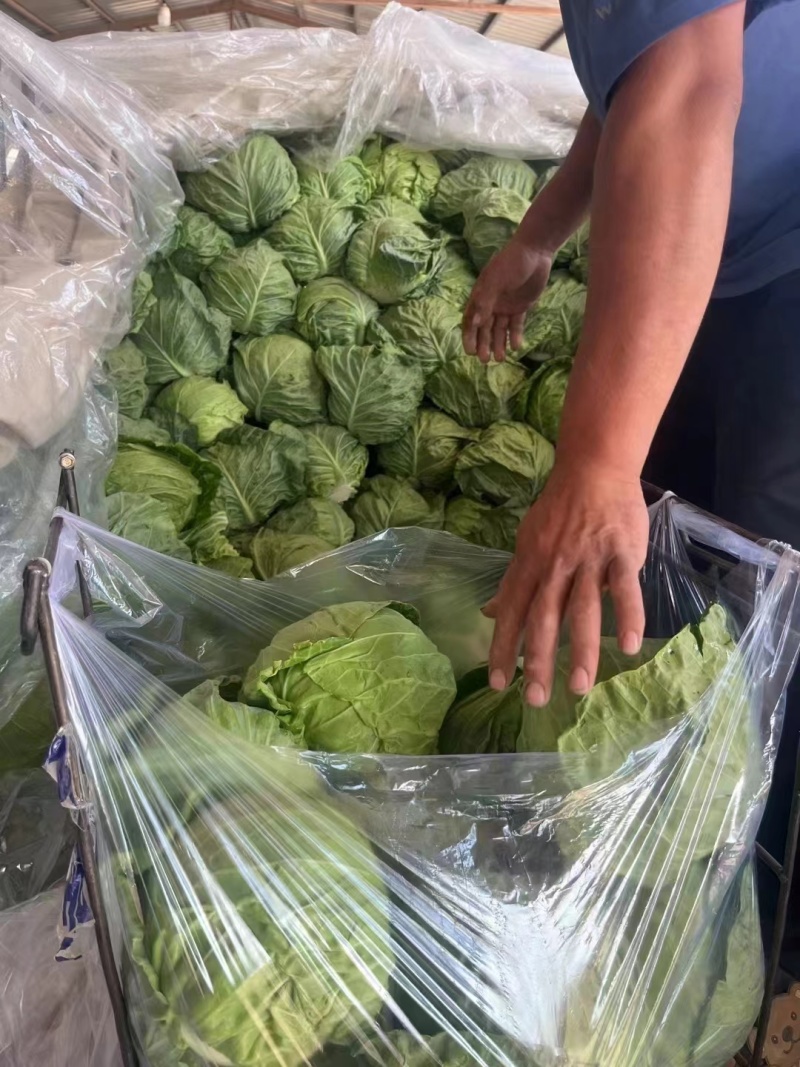 精品甘蓝圆包菜，产地一手货源，价格便宜，保质保量