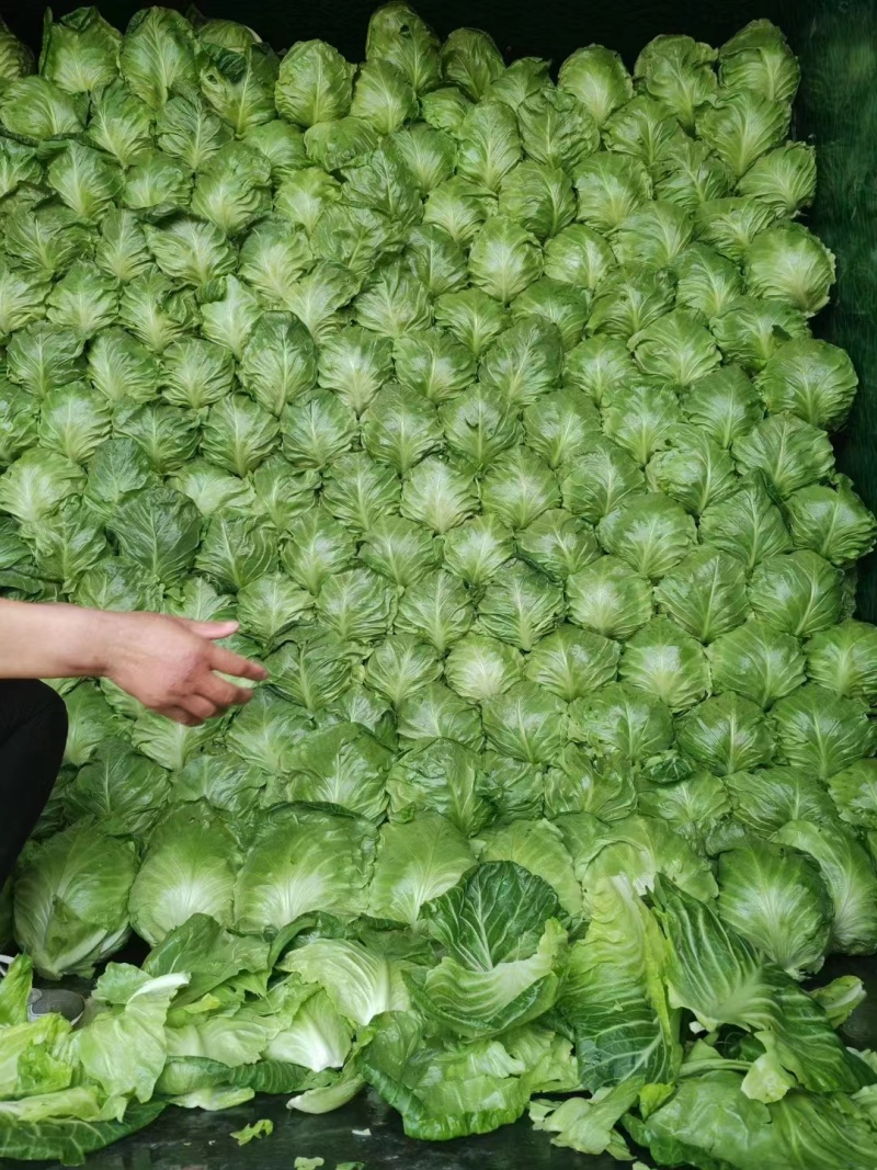 精品甘蓝圆包菜，产地一手货源，价格便宜，保质保量