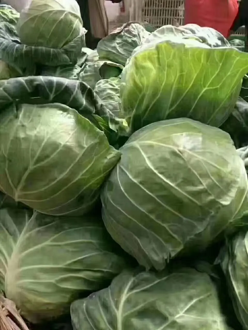 精品甘蓝圆包菜，产地一手货源，价格便宜，保质保量