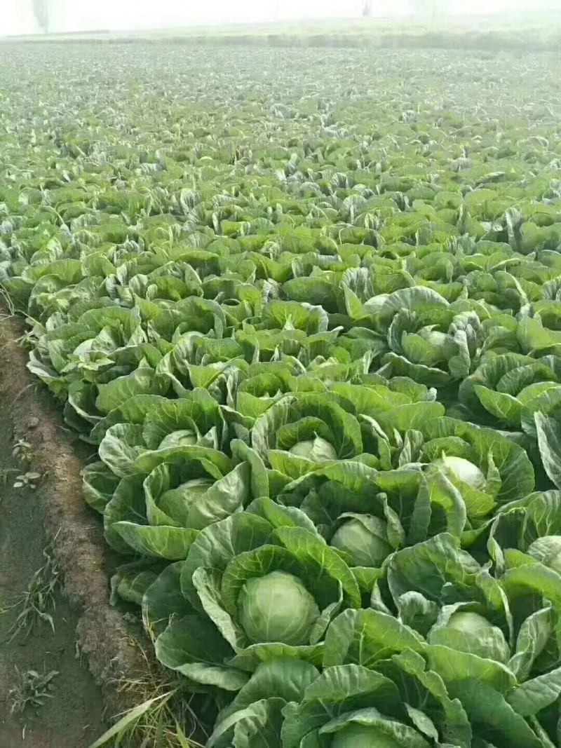 精品甘蓝圆包菜，产地一手货源，价格便宜，保质保量