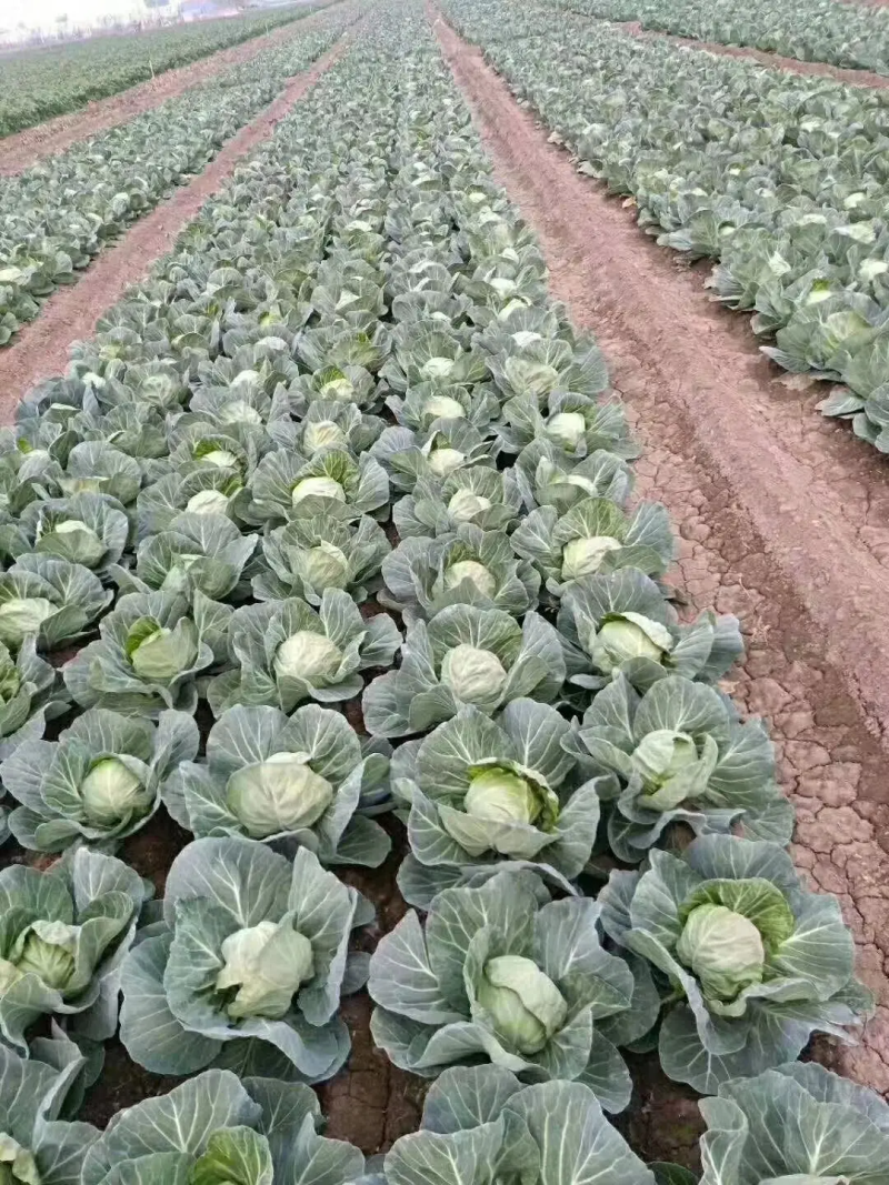 精品甘蓝圆包菜，产地一手货源，价格便宜，保质保量