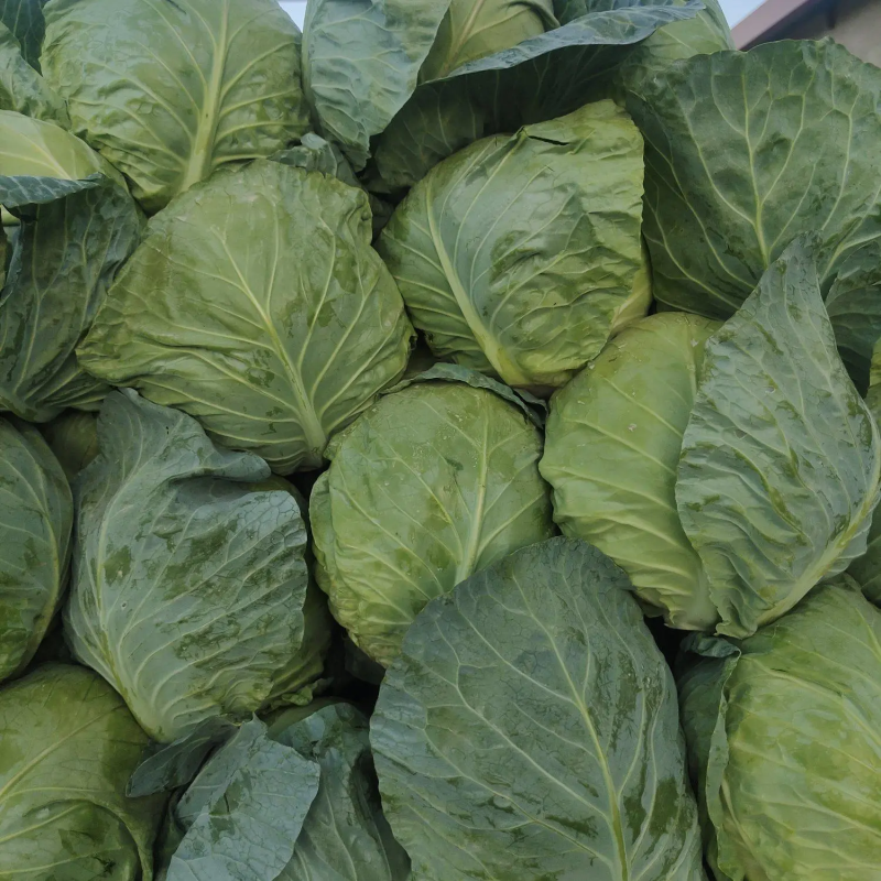 精品甘蓝圆包菜，产地一手货源，价格便宜，保质保量
