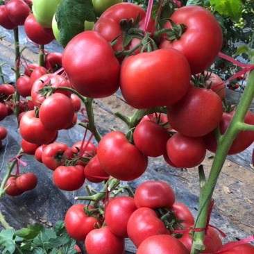 盛悦番茄种子早熟无限生长型果硬无绿肩耐裂粉红果西红柿