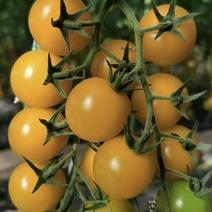苏瑞盆栽黄番茄种子黄果迷你番茄结果率高矮身紧凑