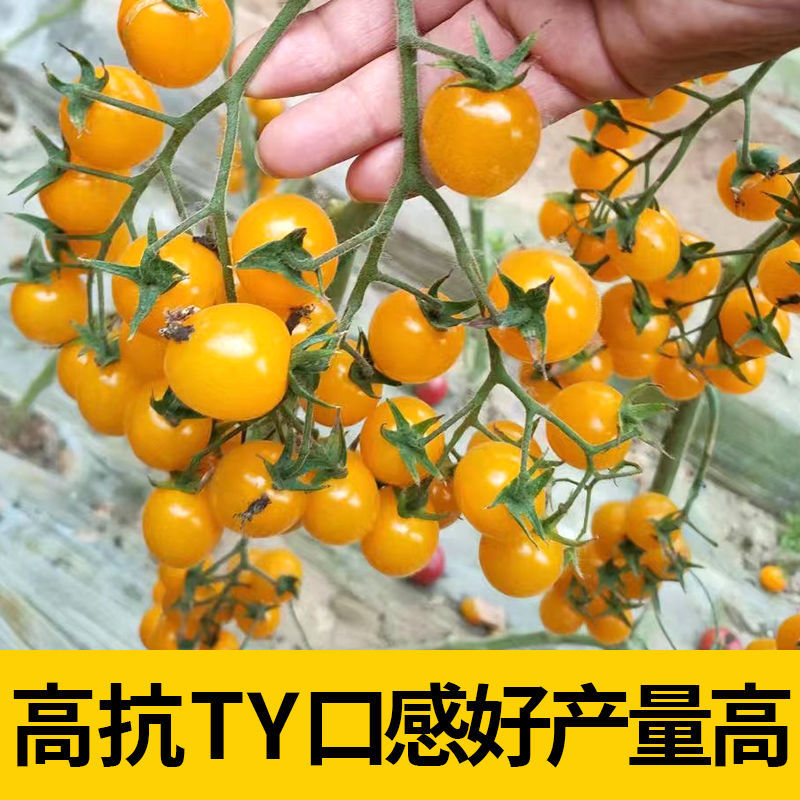 苏瑞盆栽黄番茄种子黄果迷你番茄结果率高矮身紧凑